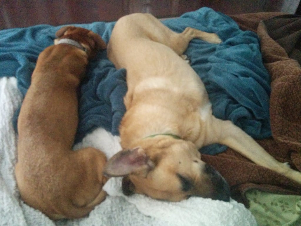 Lucas zonked with Cooper