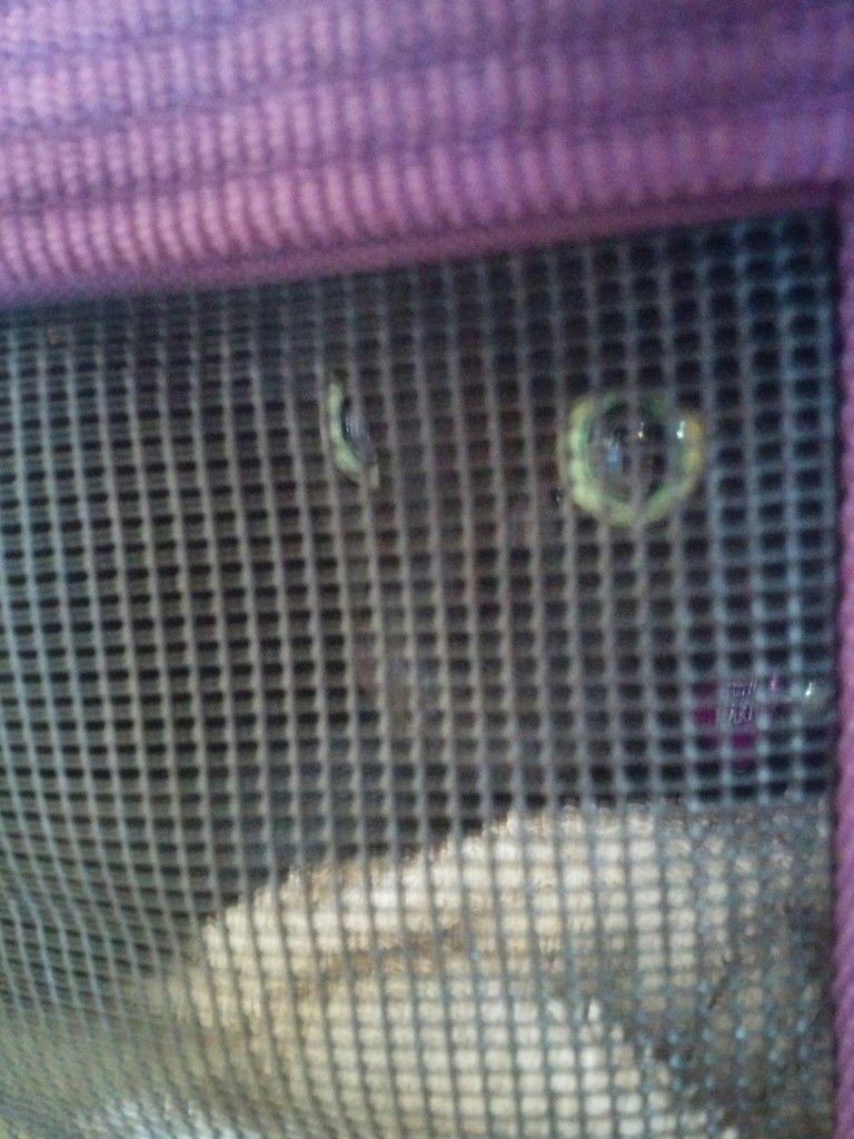 Newt does not look too happy...