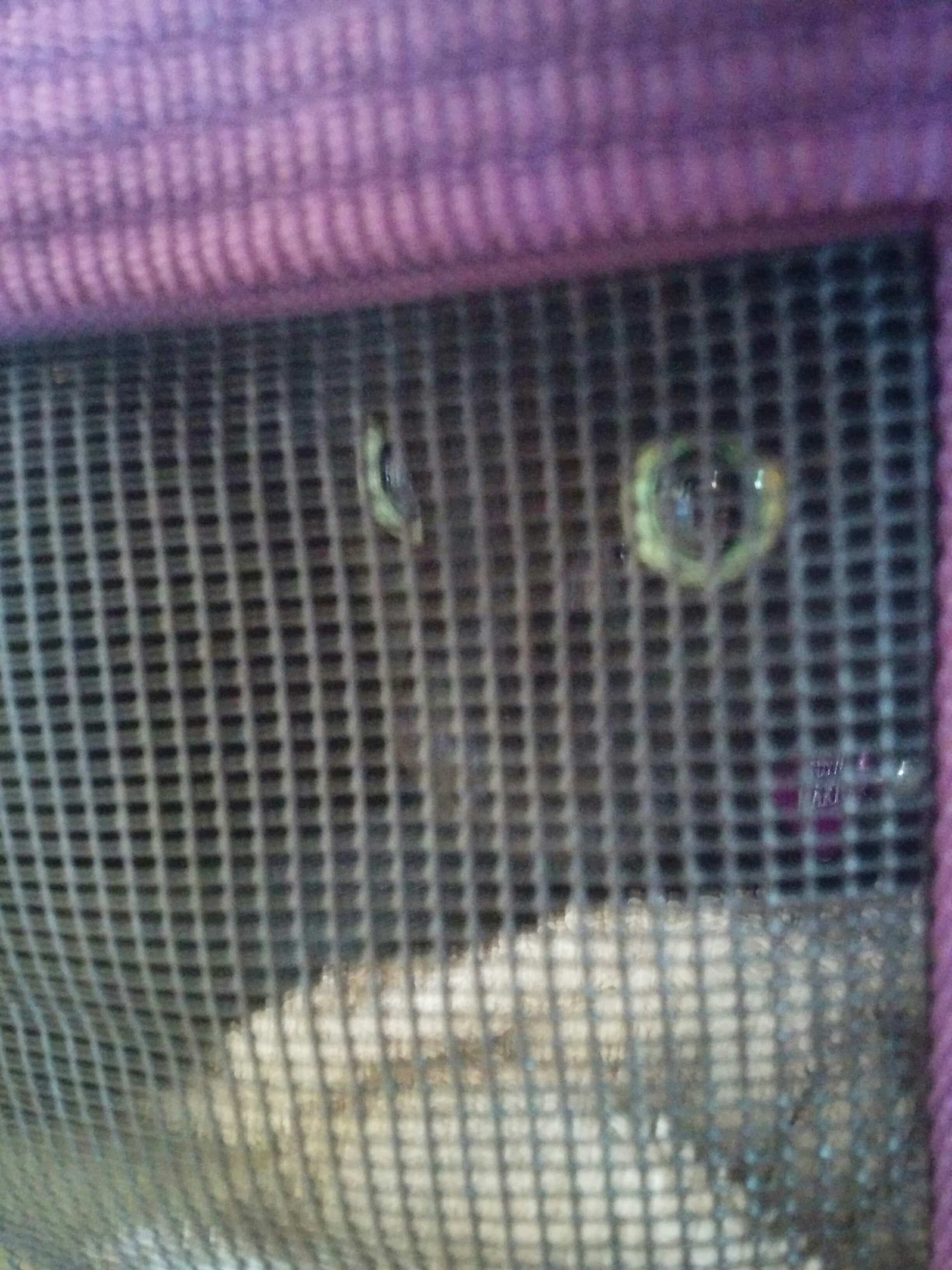 Newt does not look too happy...