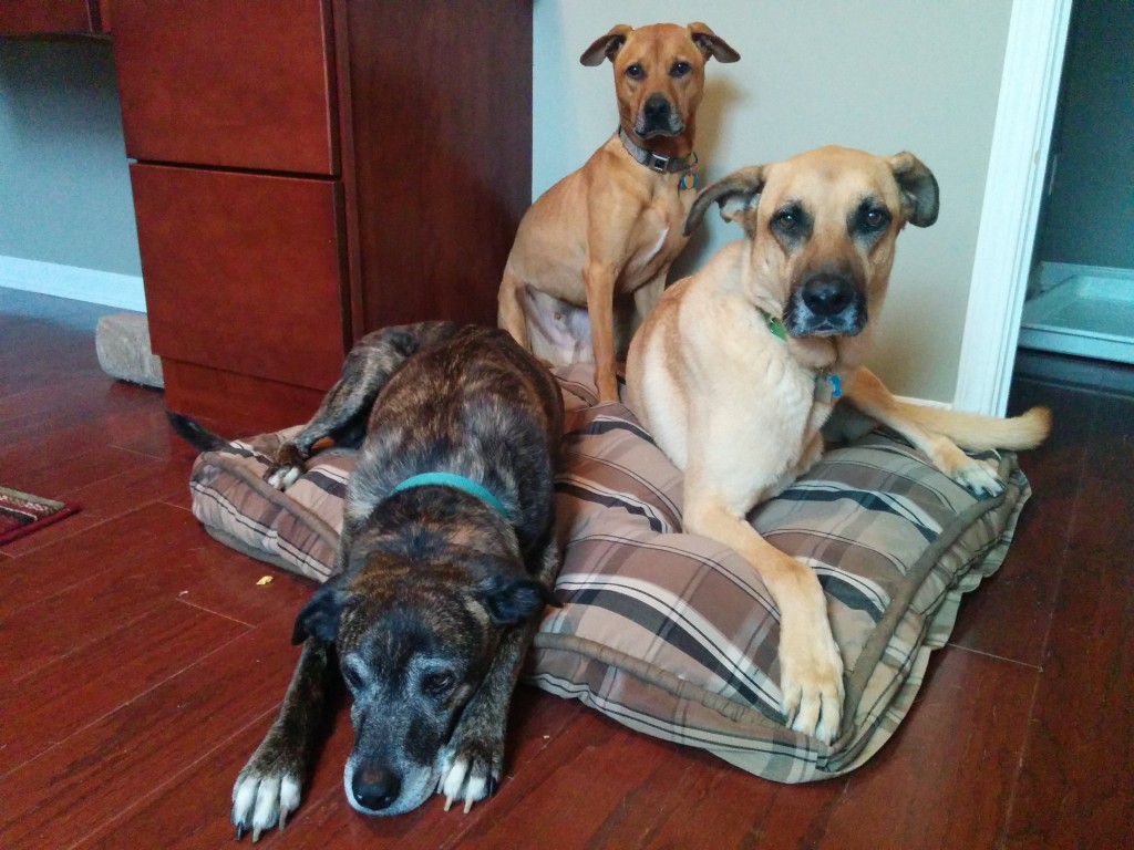 Emmett, Cooper, Lucas September 2015