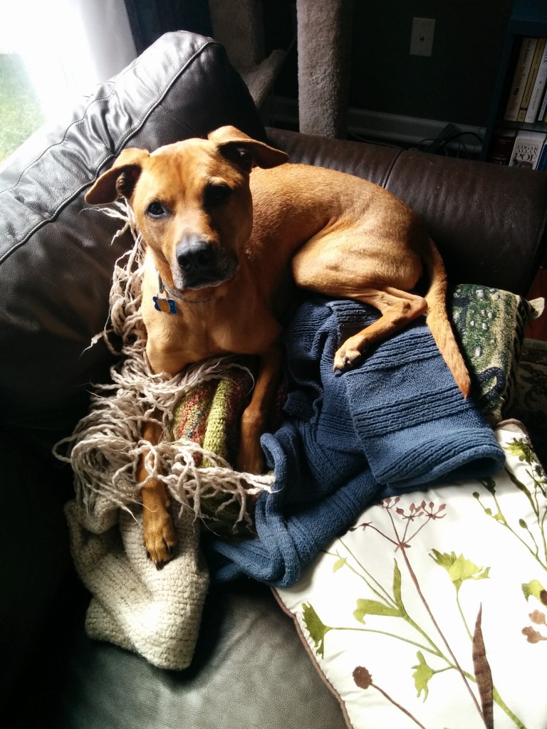 Cutie pants Cooper
