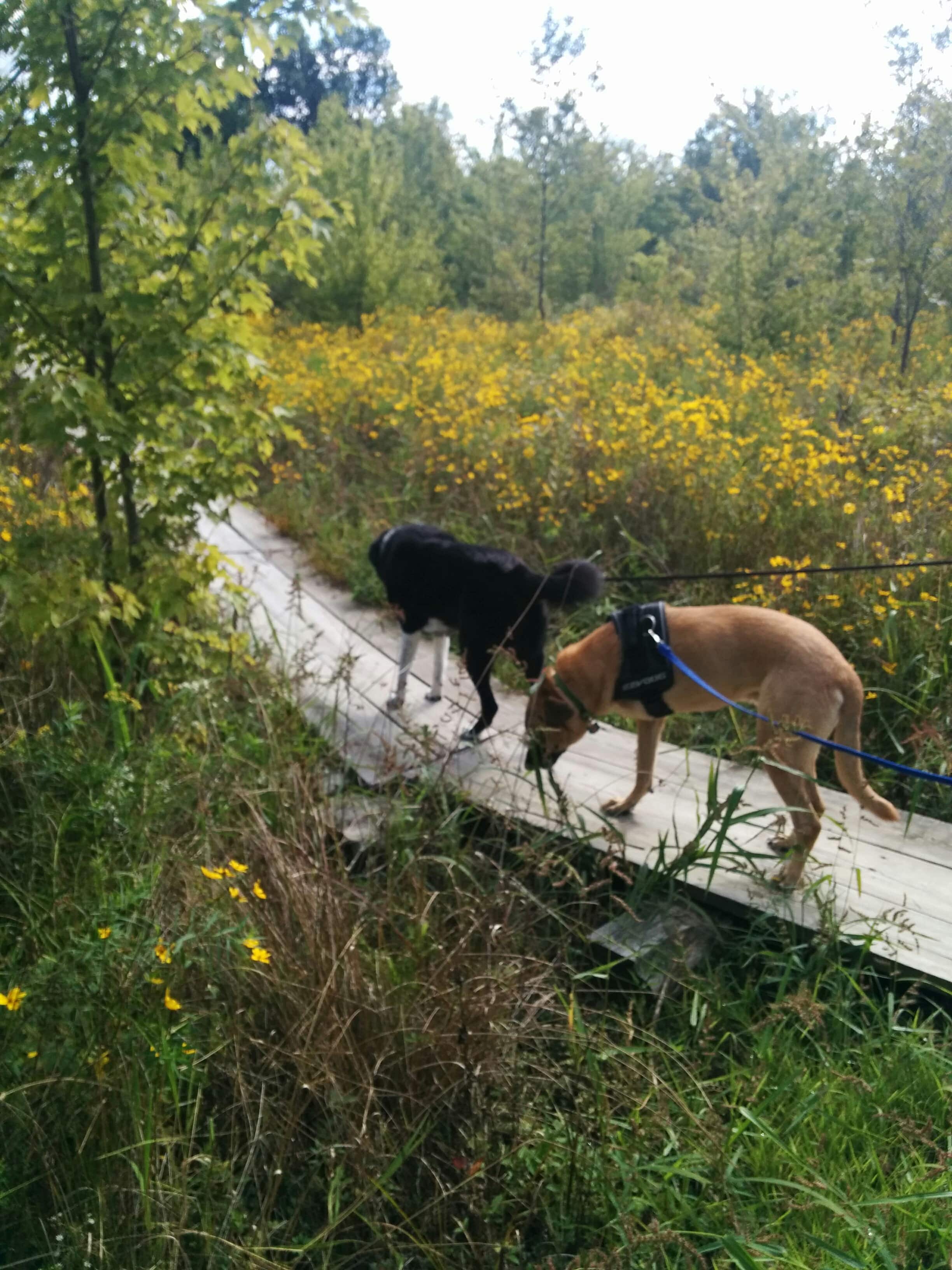 Lucas and Cady go for a hike September 2015