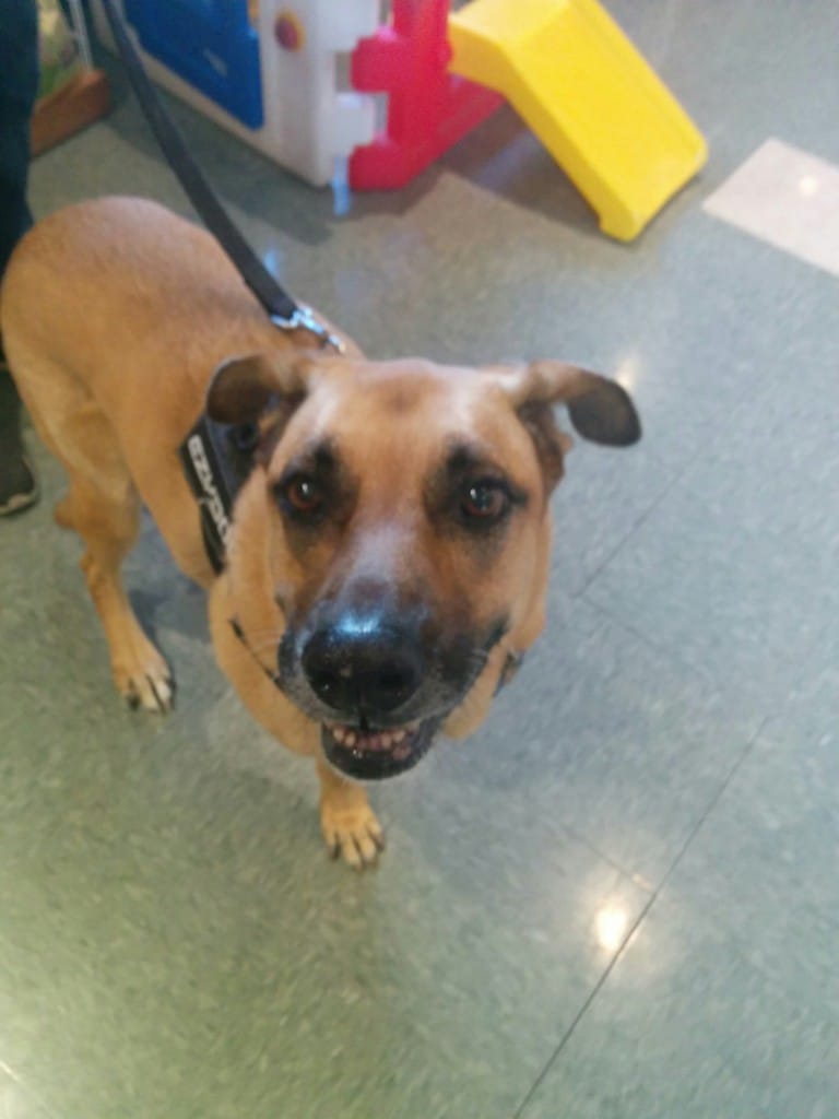 Lucas at the vet September 2015