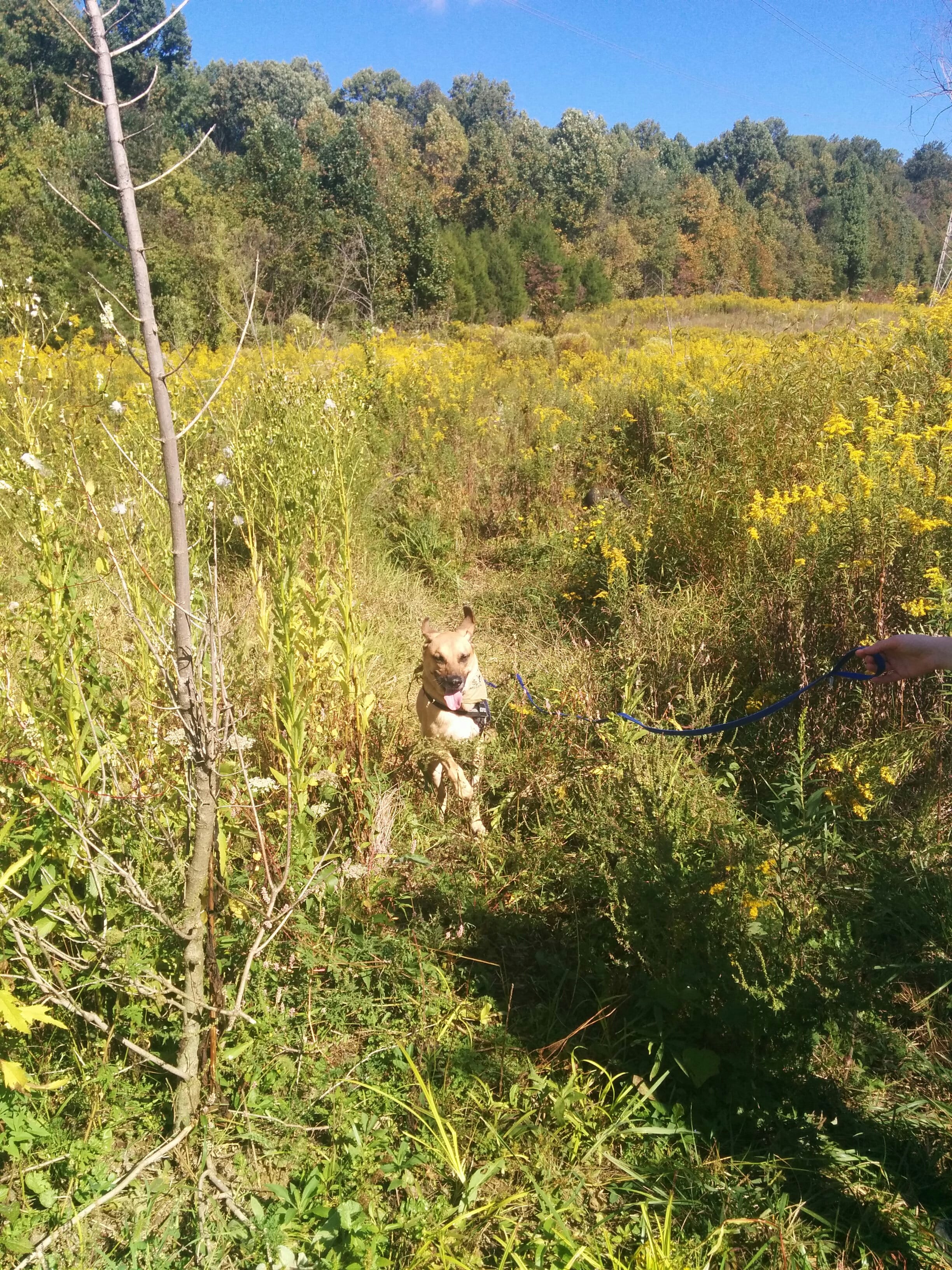 Lucas bounding September 20, 2015
