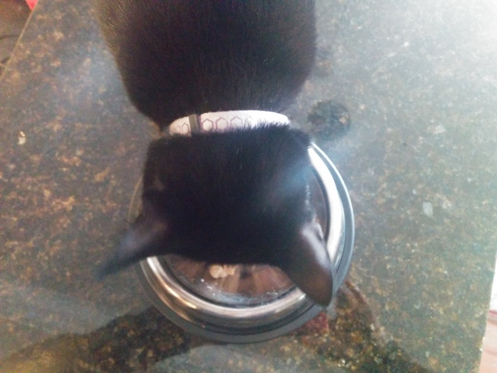 Newt eats her Instinct Raw