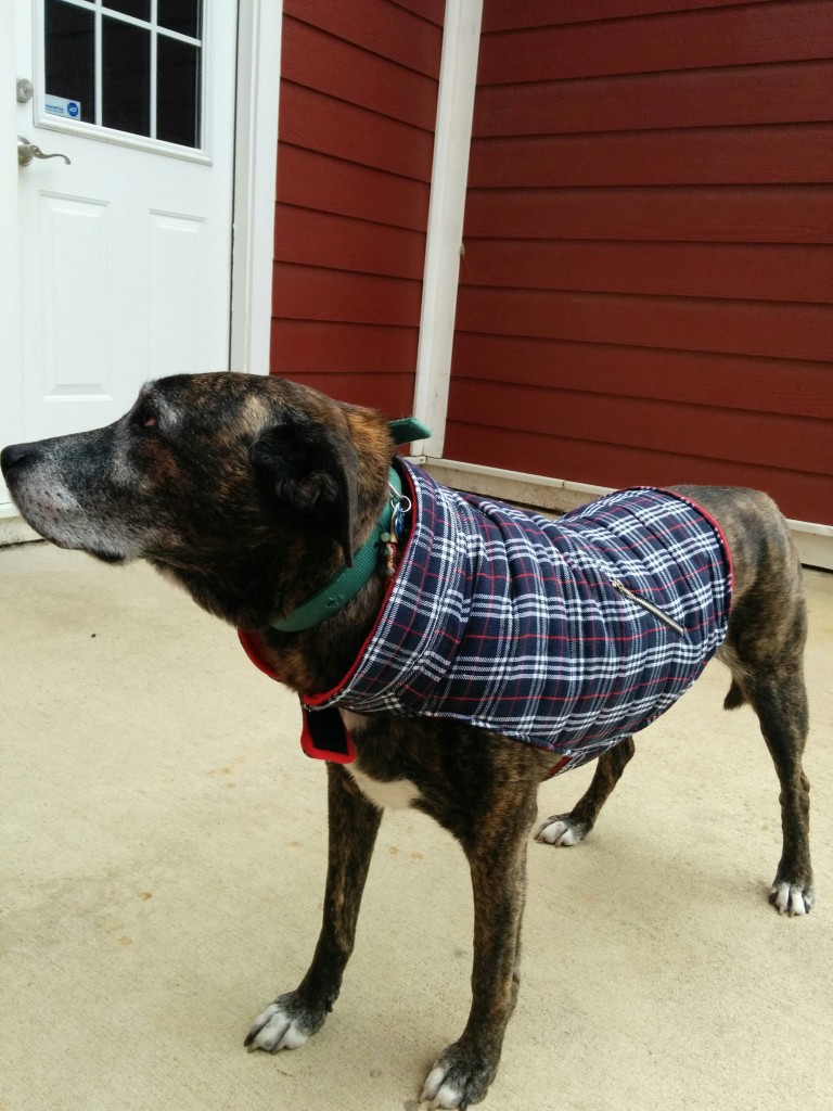 LazyBonezz The Pet Coat