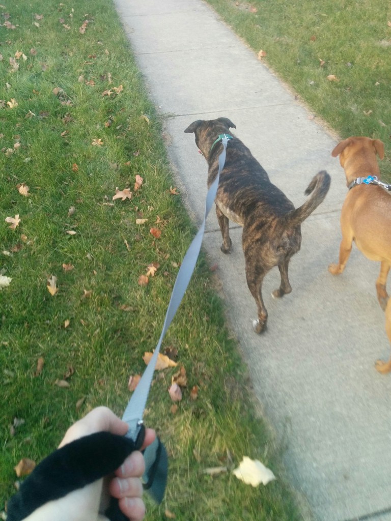 Kinn Kangaroo leash
