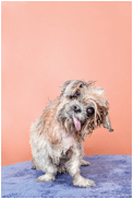 Stills from Wet Dog