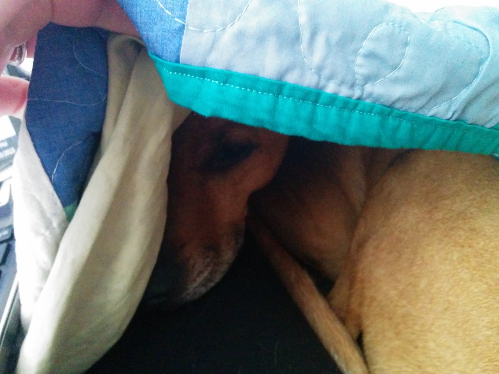 Cooper under his favorite quilt