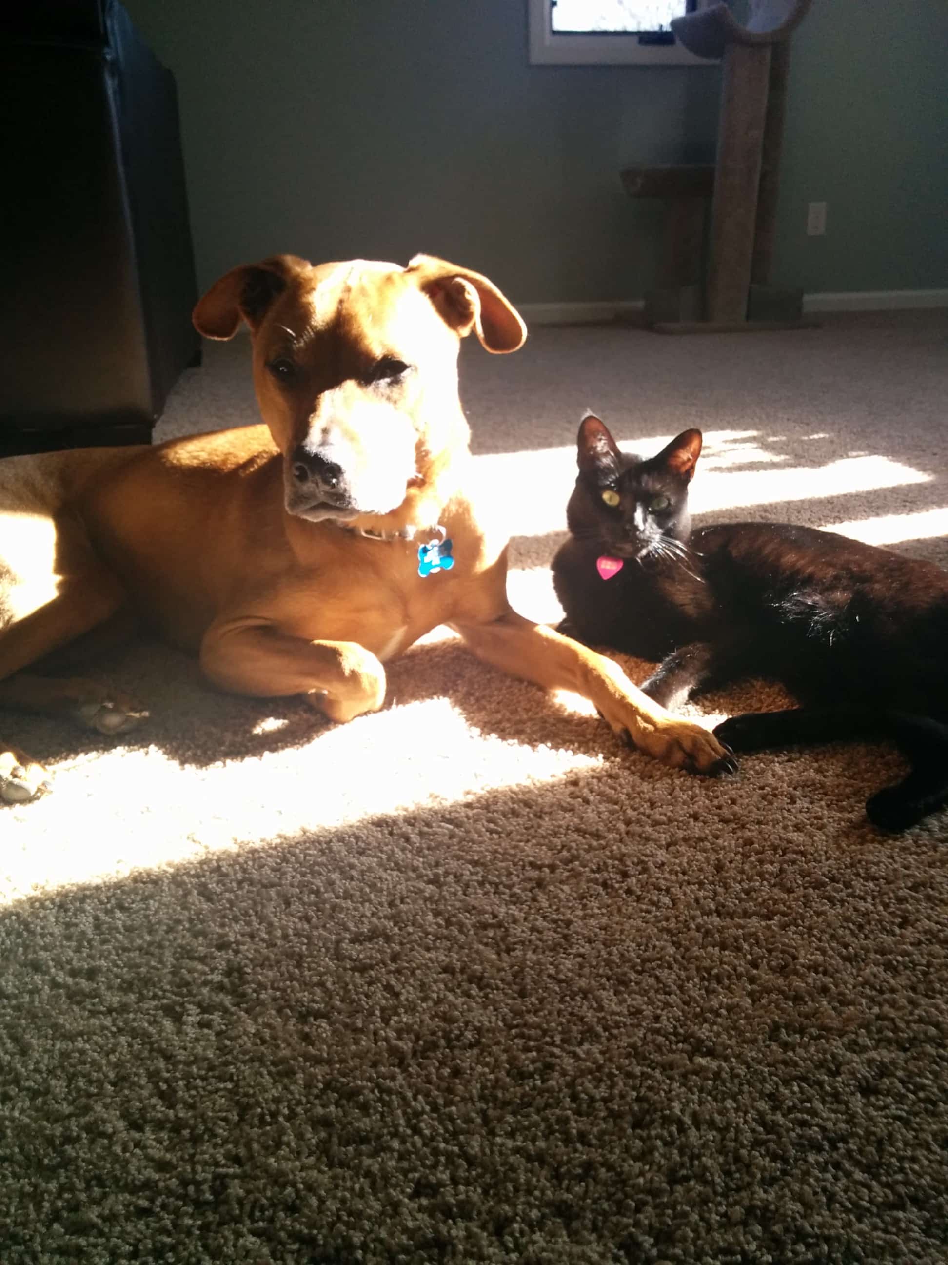 Cooper and Newt, sitting in a tree