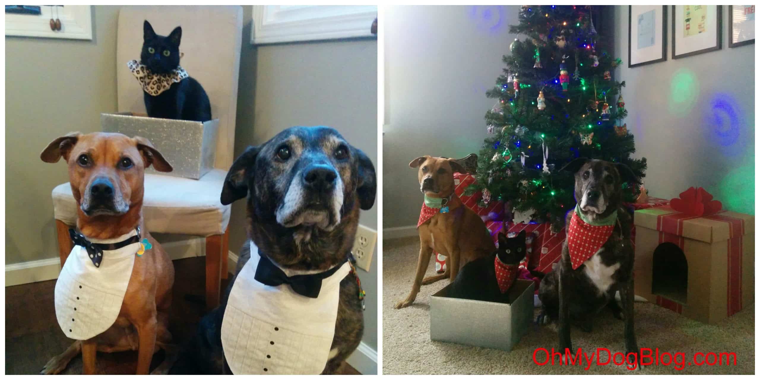 Teach your dog to pose for pictures