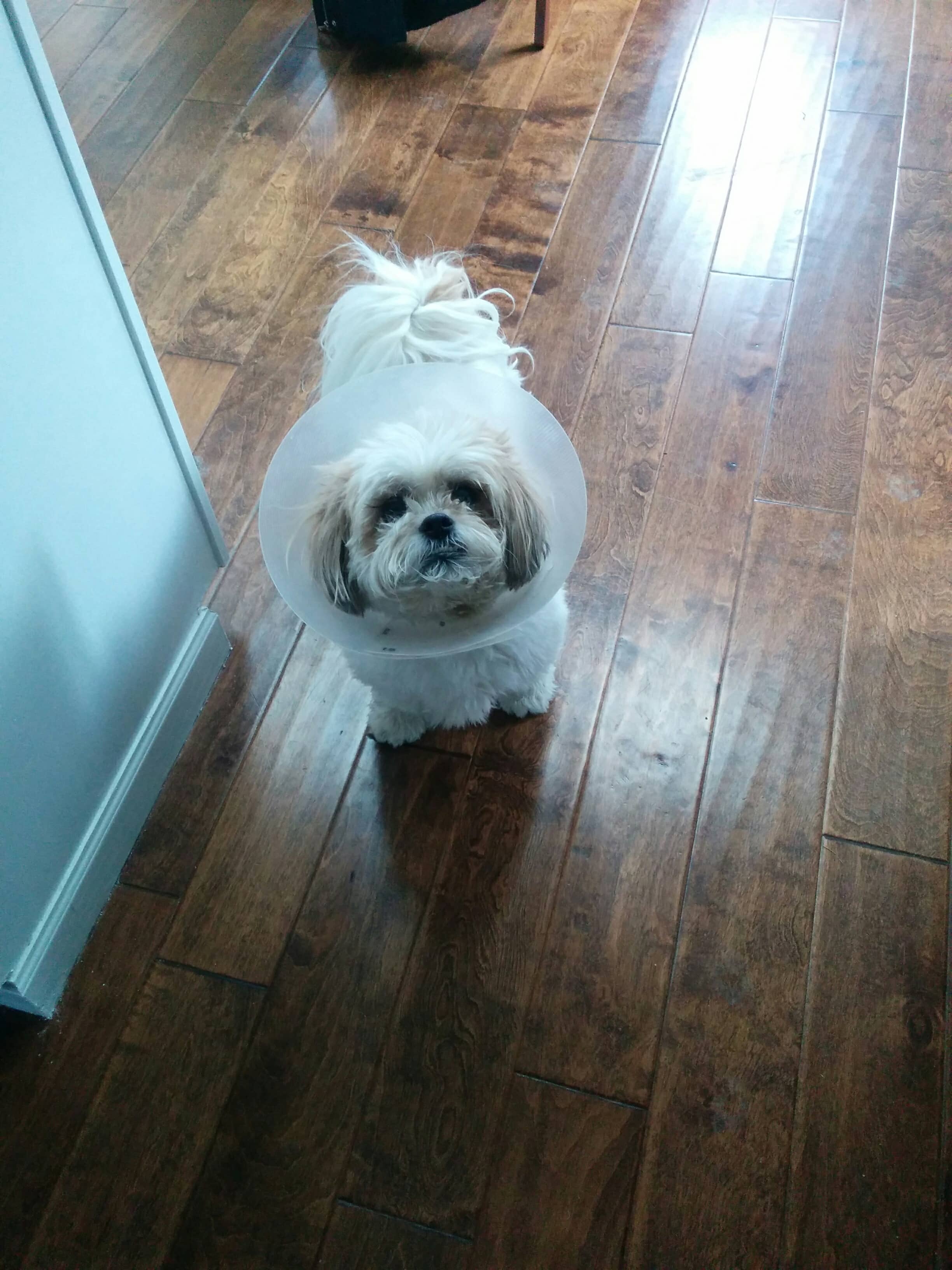 Otto is very cute