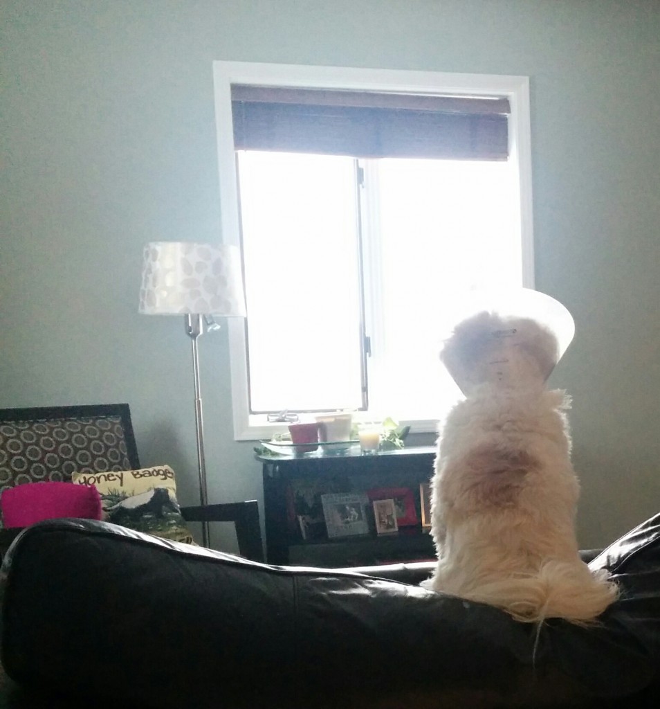 Otto is very fat