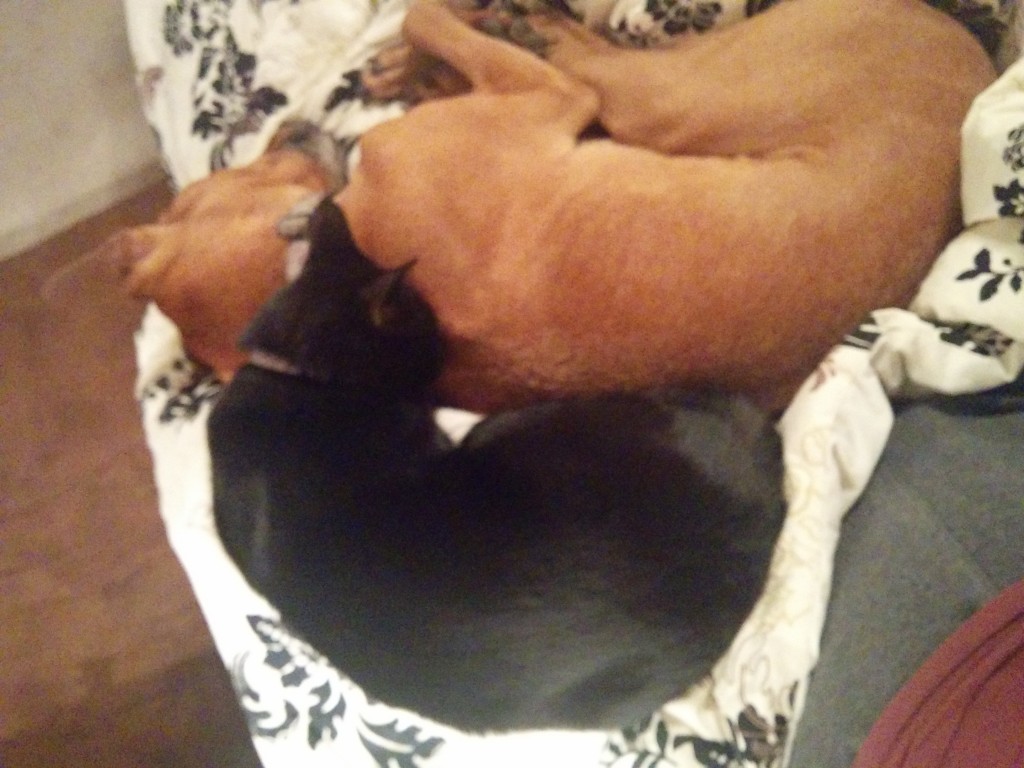 Snuggle buggles