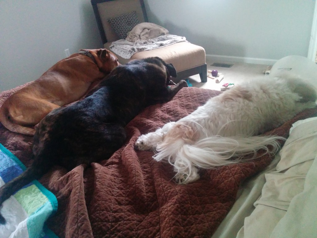 Silly dogs