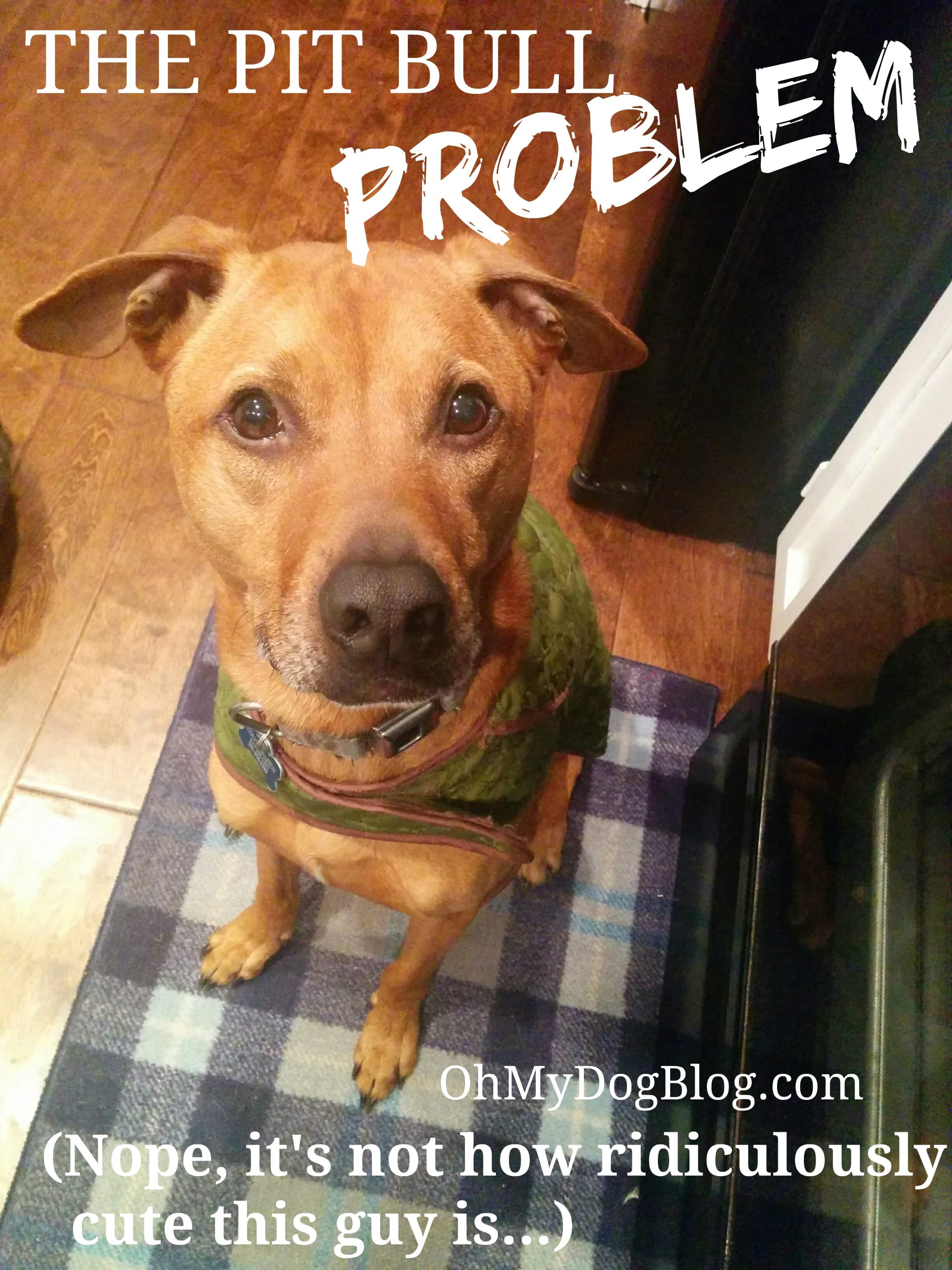 The Pit Bull Problem