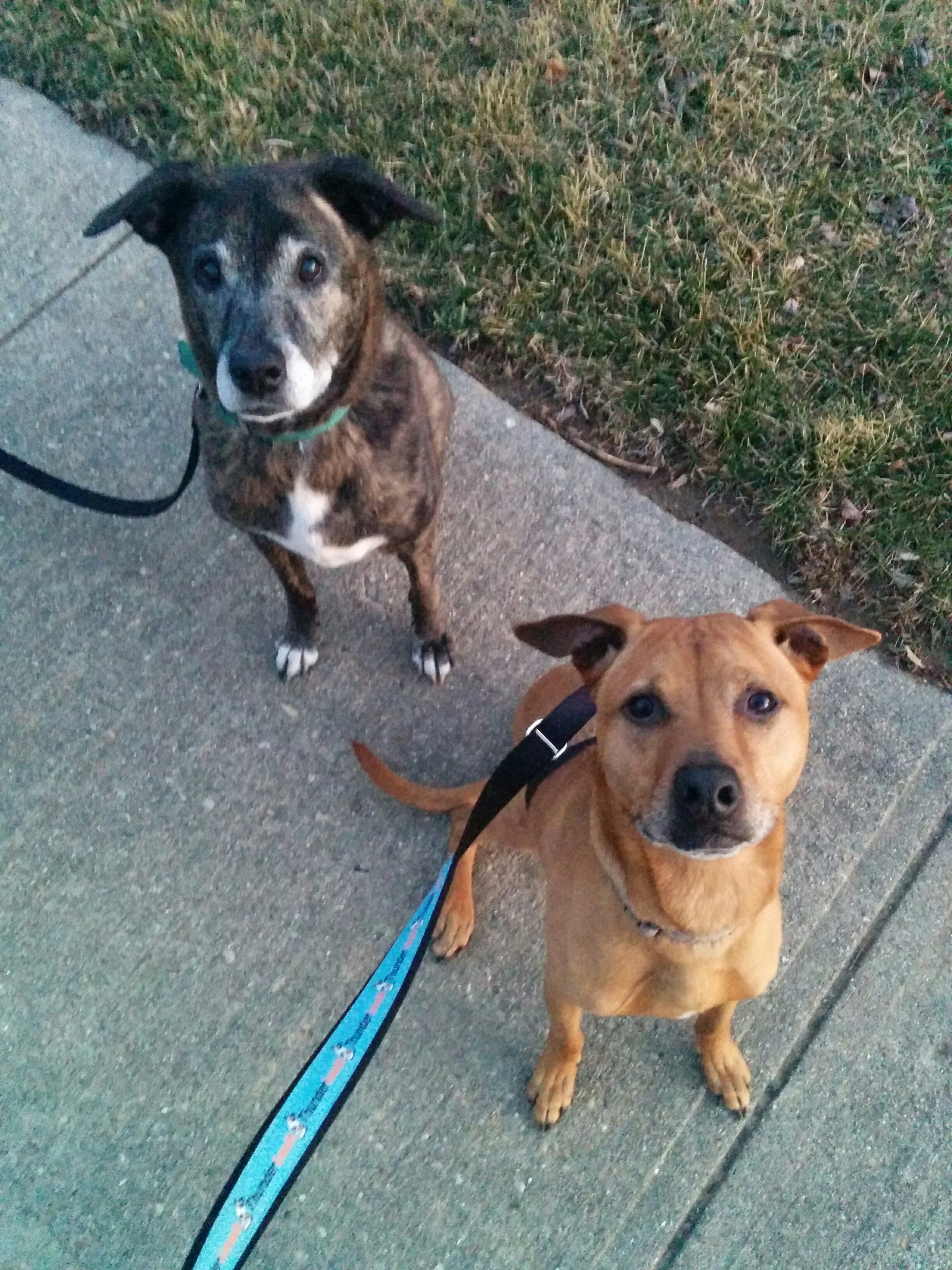 Emmett and Cooper enjoy the light