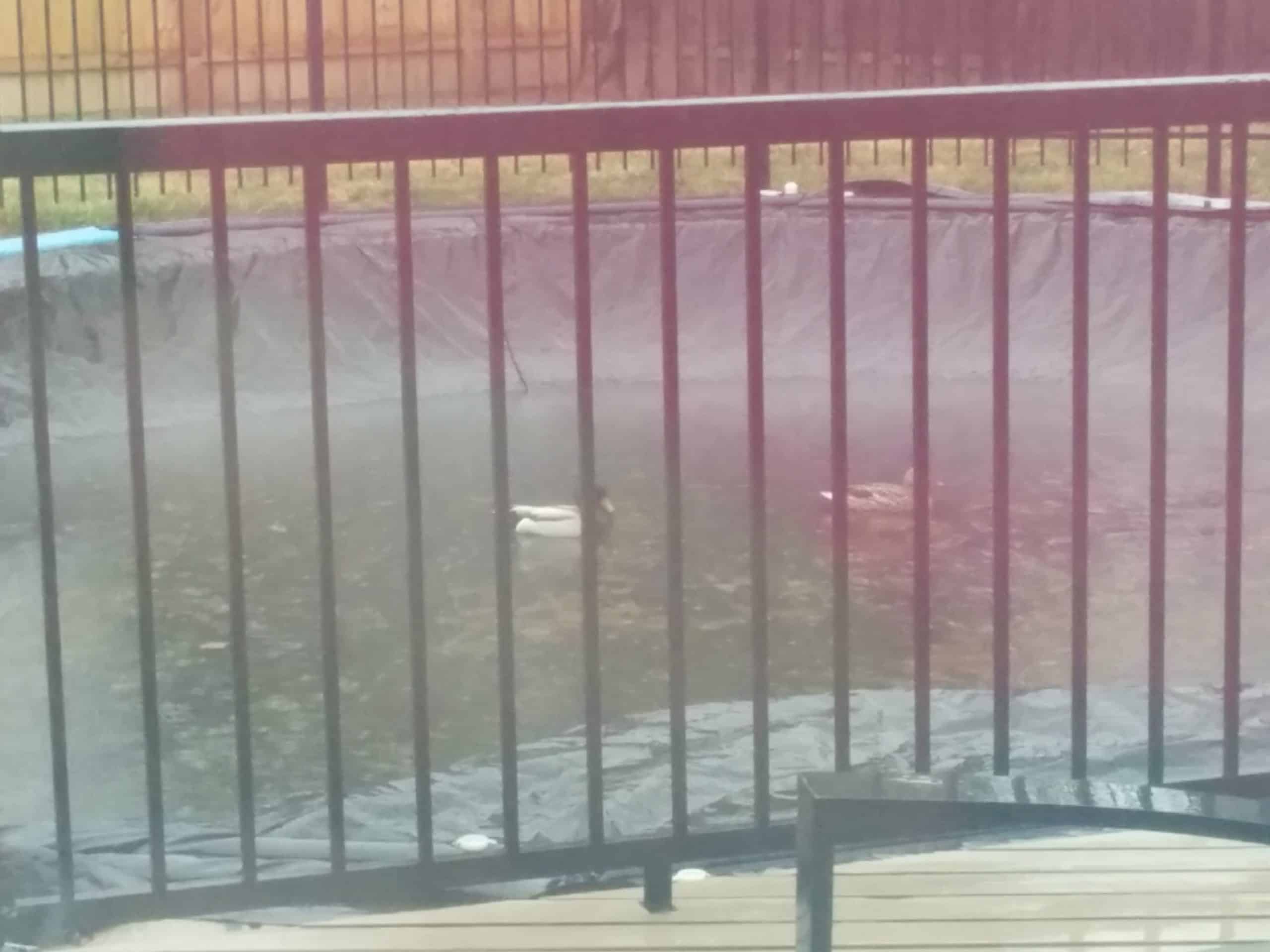 the ducks