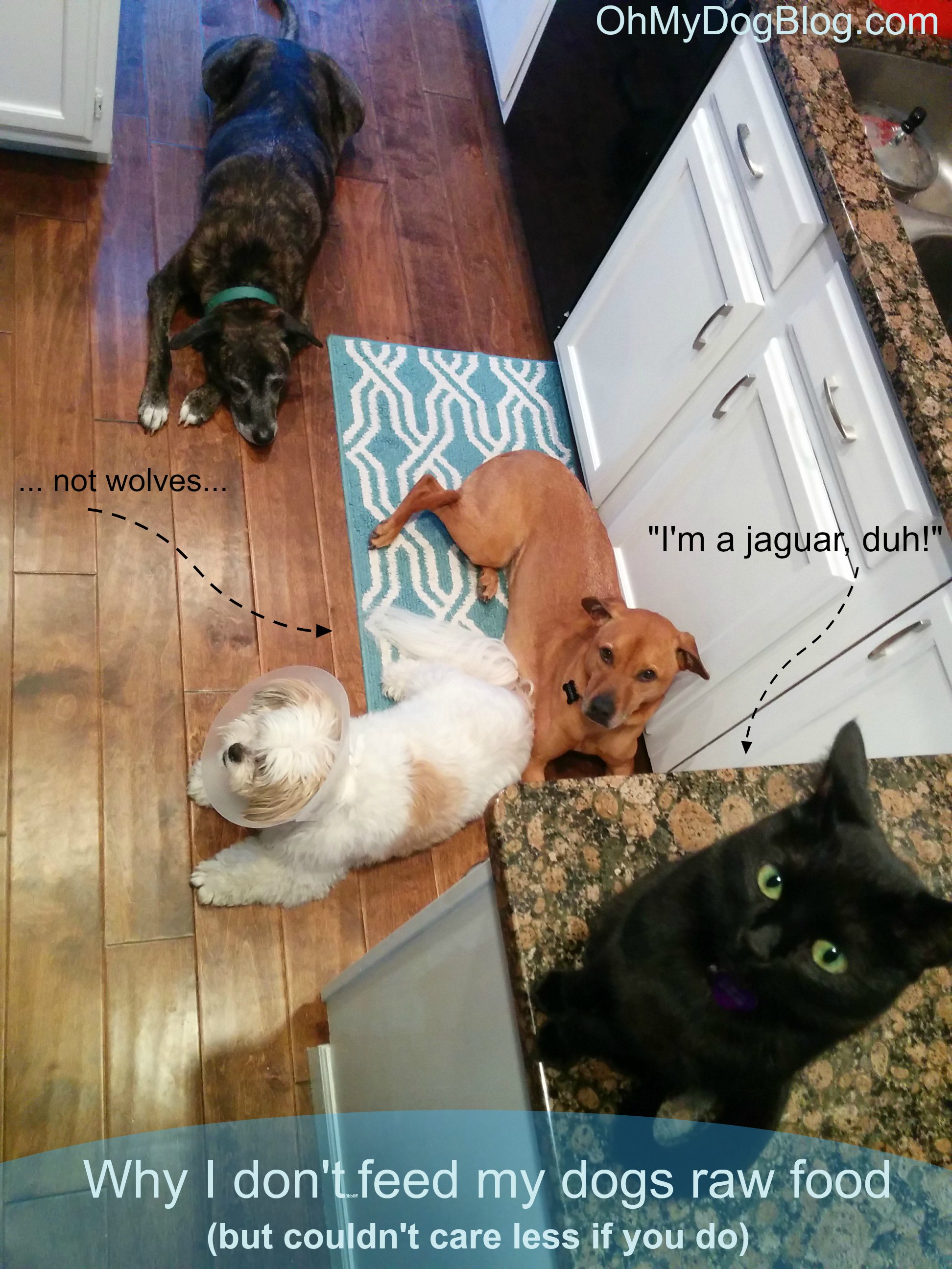Why I don't feed my dogs raw food