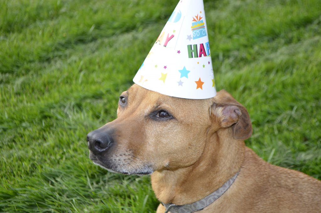 Cooper in a party hat