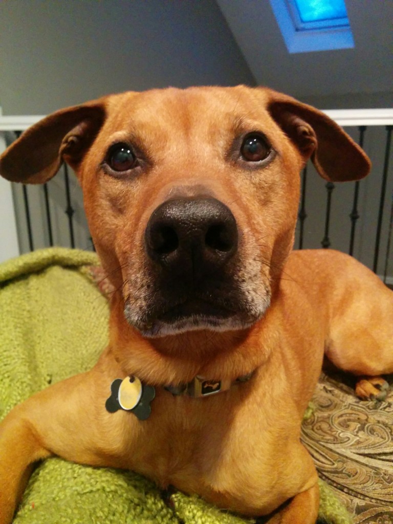 Cooper, the hearing ear dog