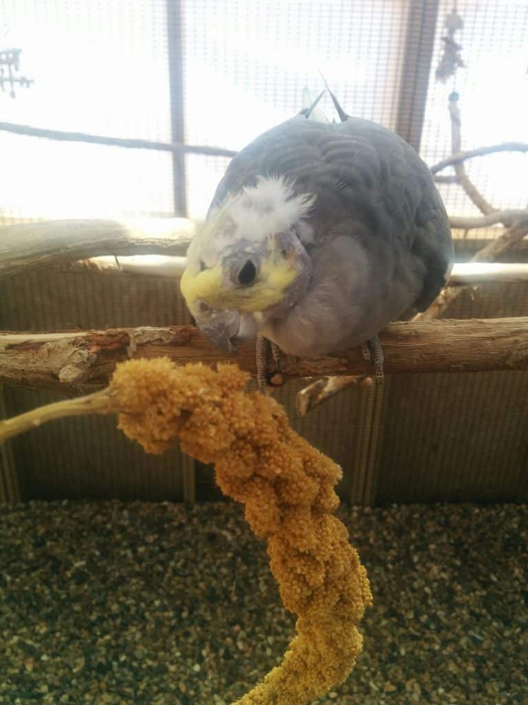 Clicker training a cockatiel