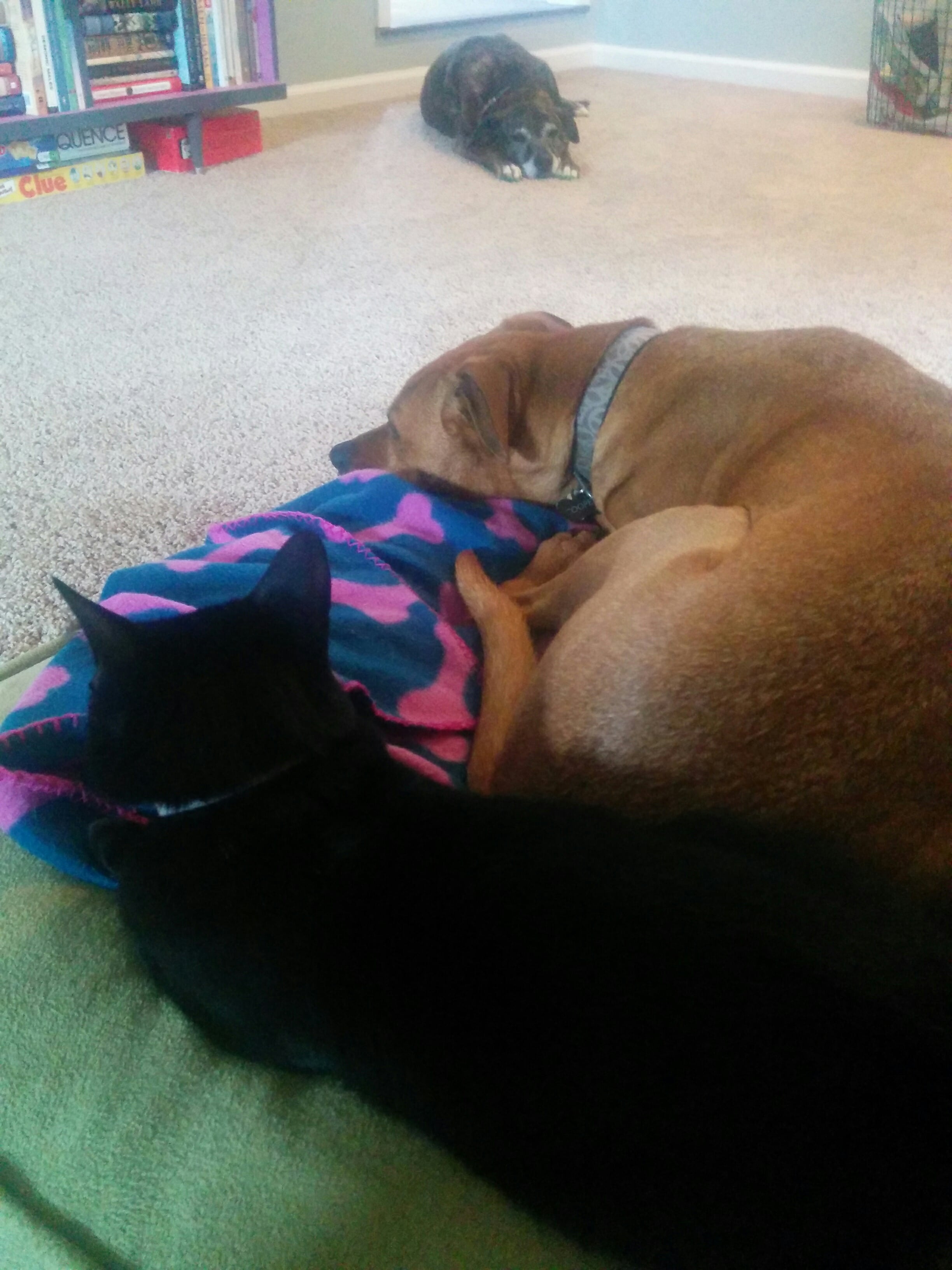 mah behbehs