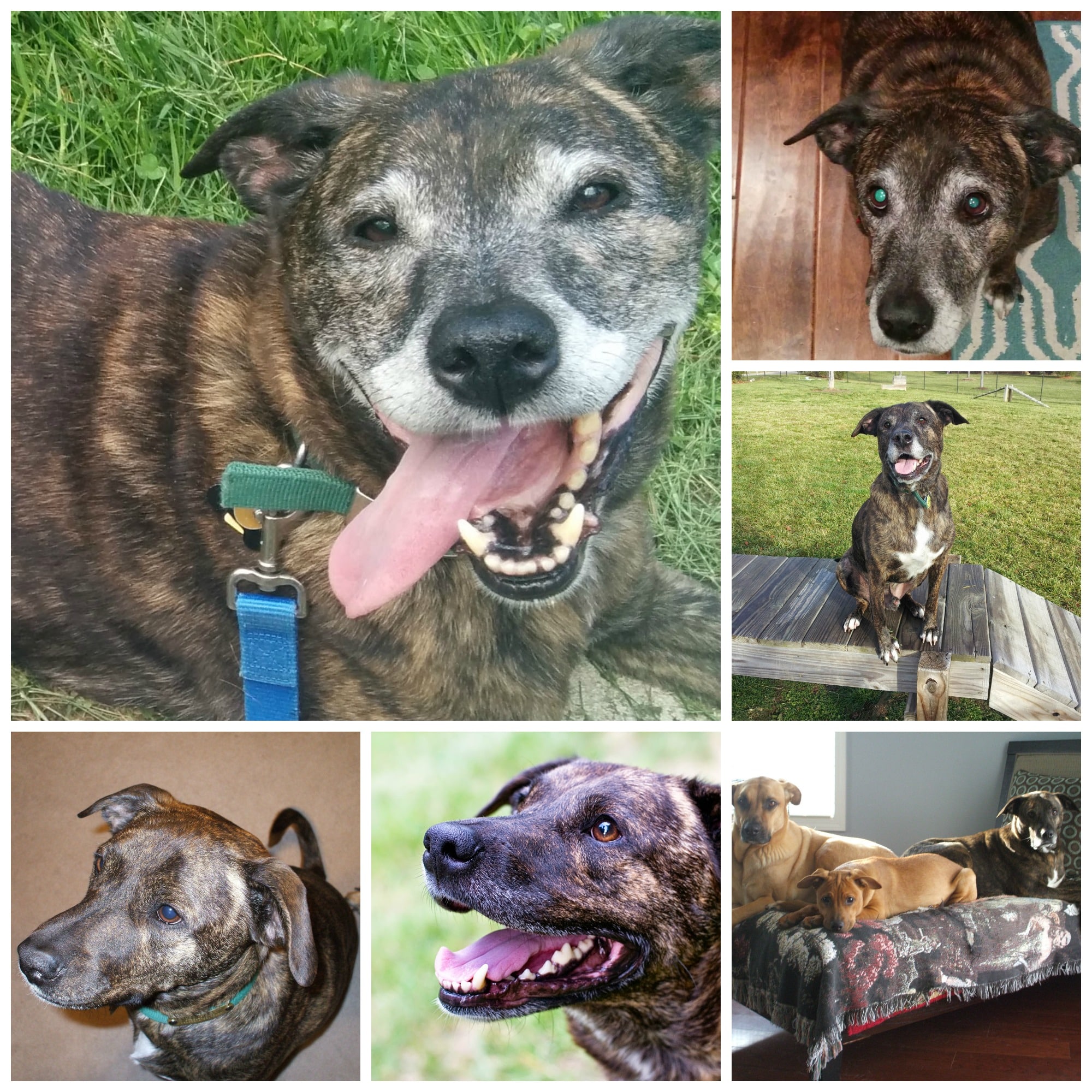 Emmett Collage