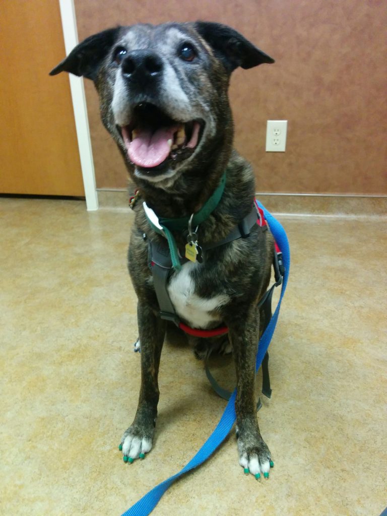 Emmett is happy, even at the vet