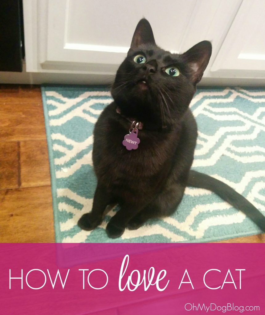 How to love a cat | OhMyDogBlog.com