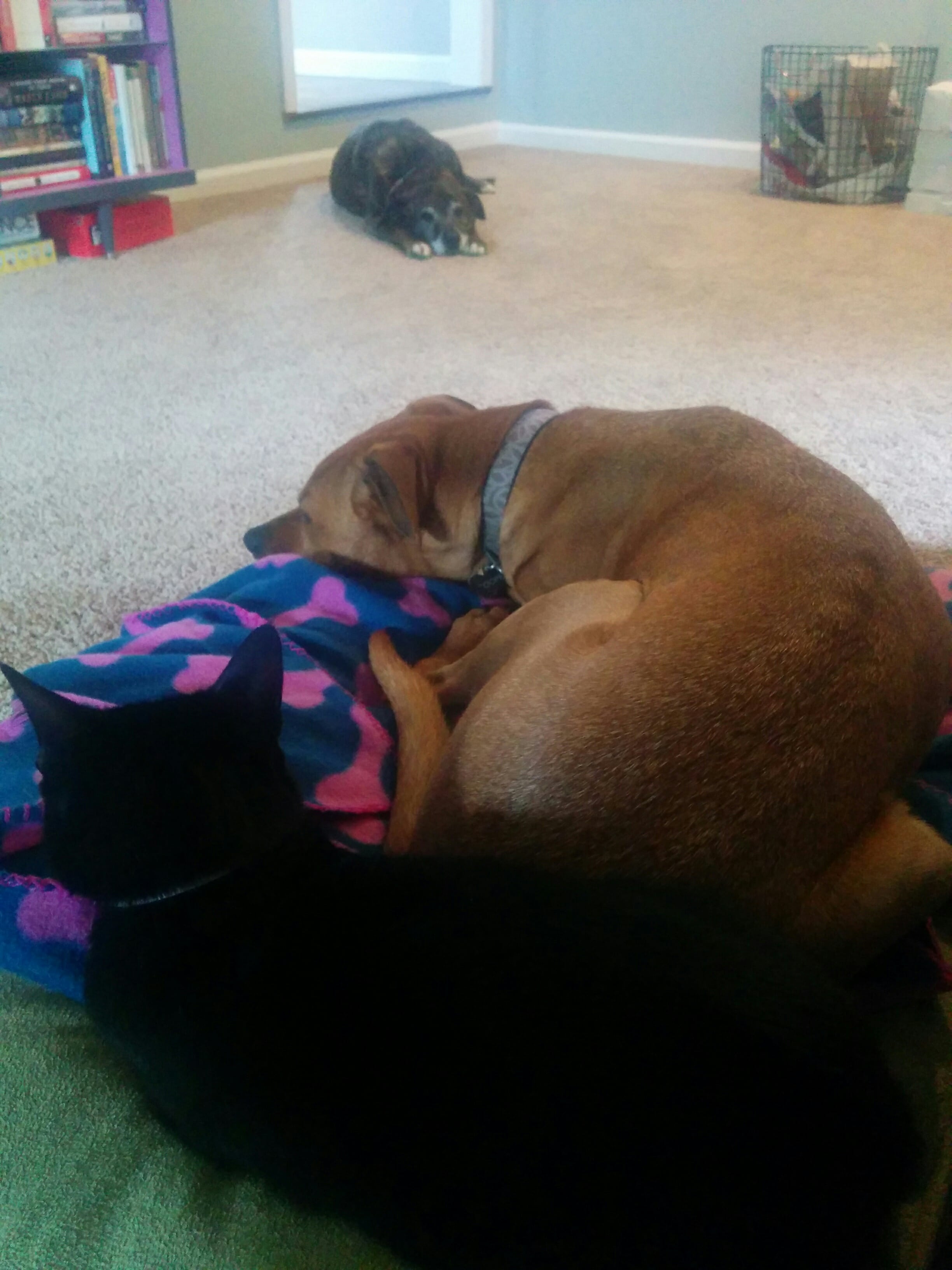 Newt, Coop, and Emmett do some snuggling