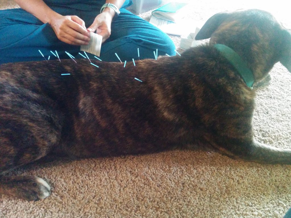 Emmett gets acupuncture
