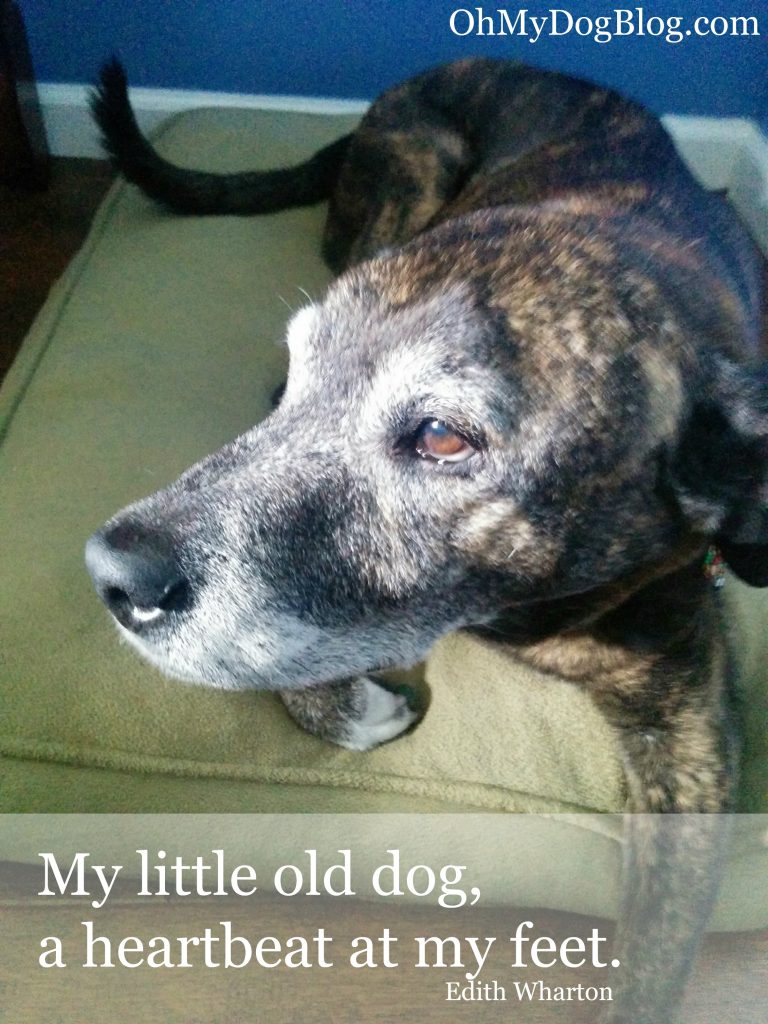 My little old dog