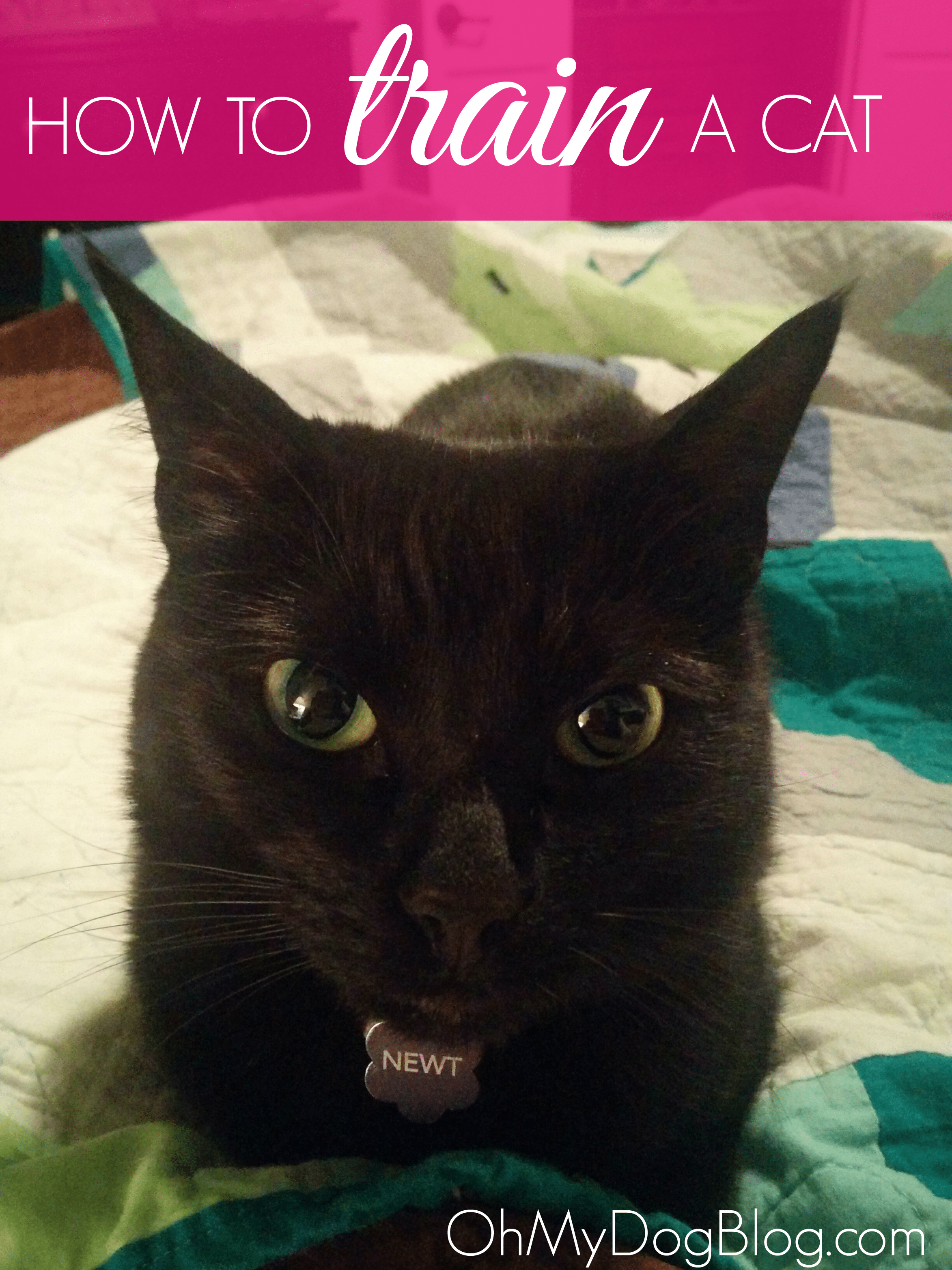 How to Train a Cat | OhMyDogBlog.com