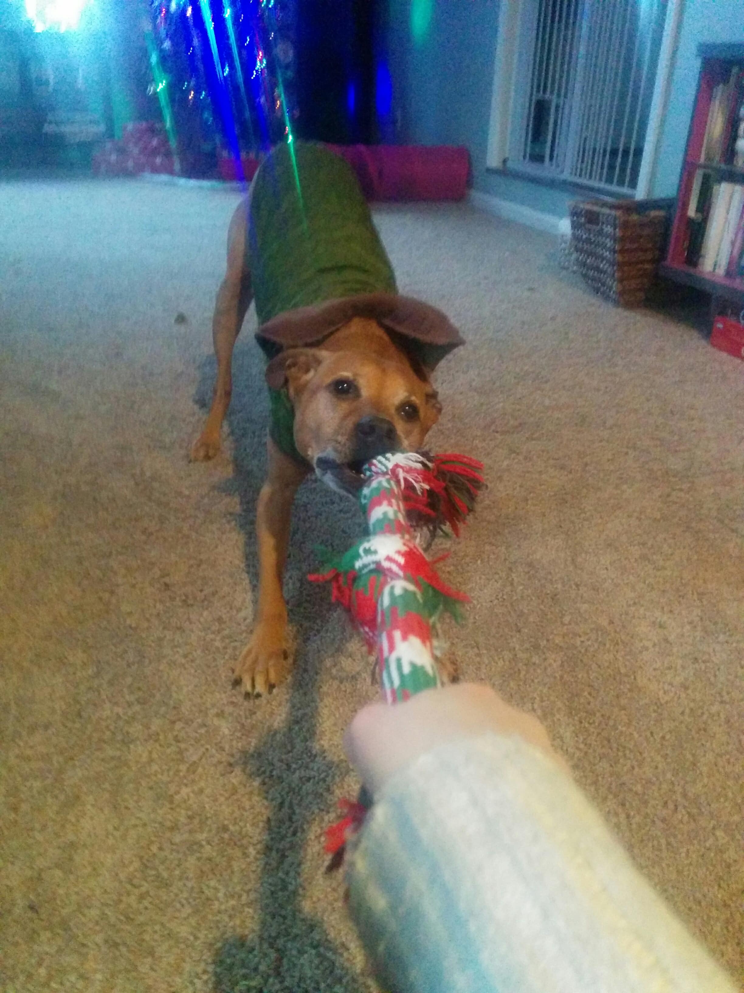 Anti-Let-Go: Cooper plays tug with his Christmas rope