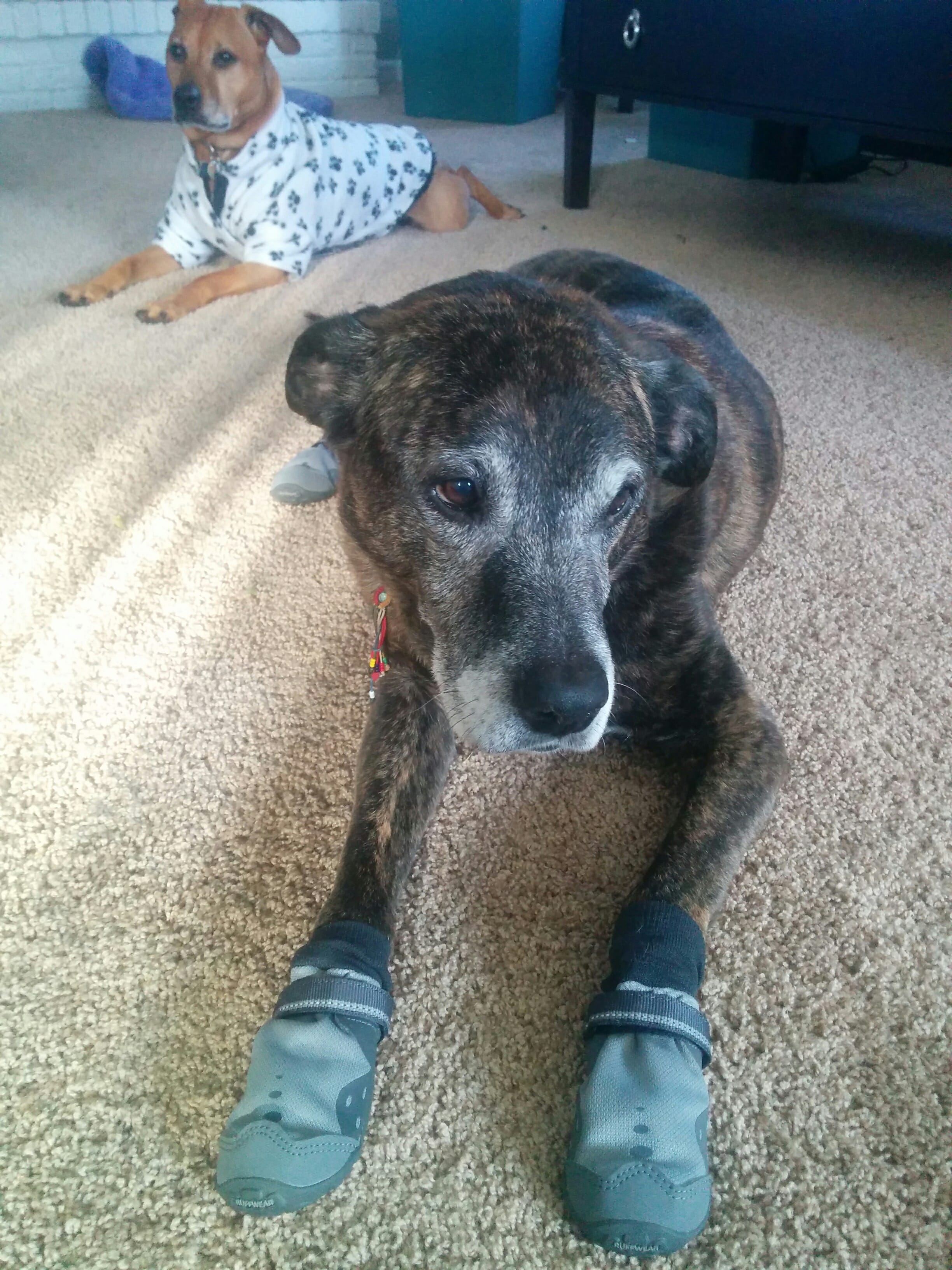 Emmett and his boots, December 2016