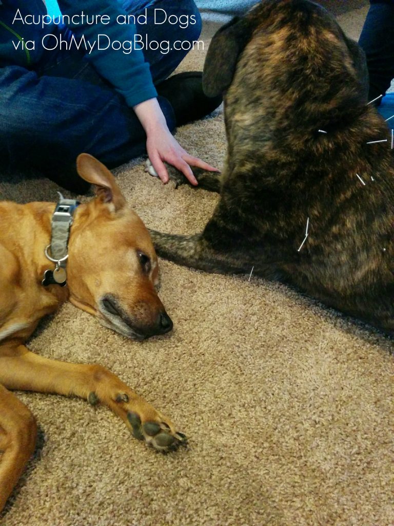 Acupuncture and dogs via OhMyDogBlog.com