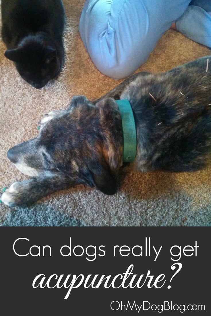 Can dogs get acupuncture? | OhMyDogBlog.com