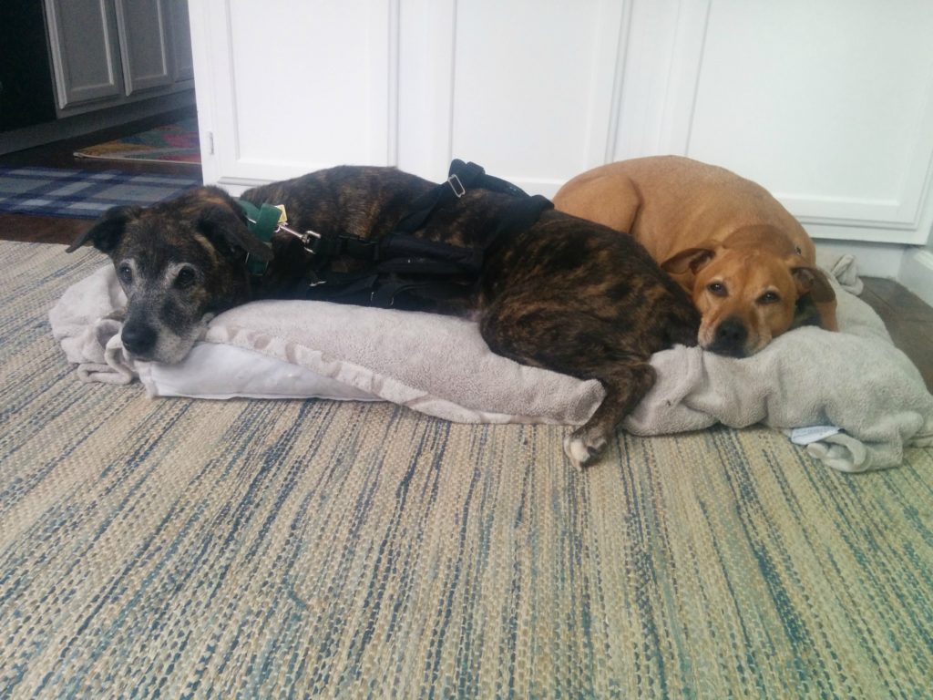 Emmett and Cooper February 2016