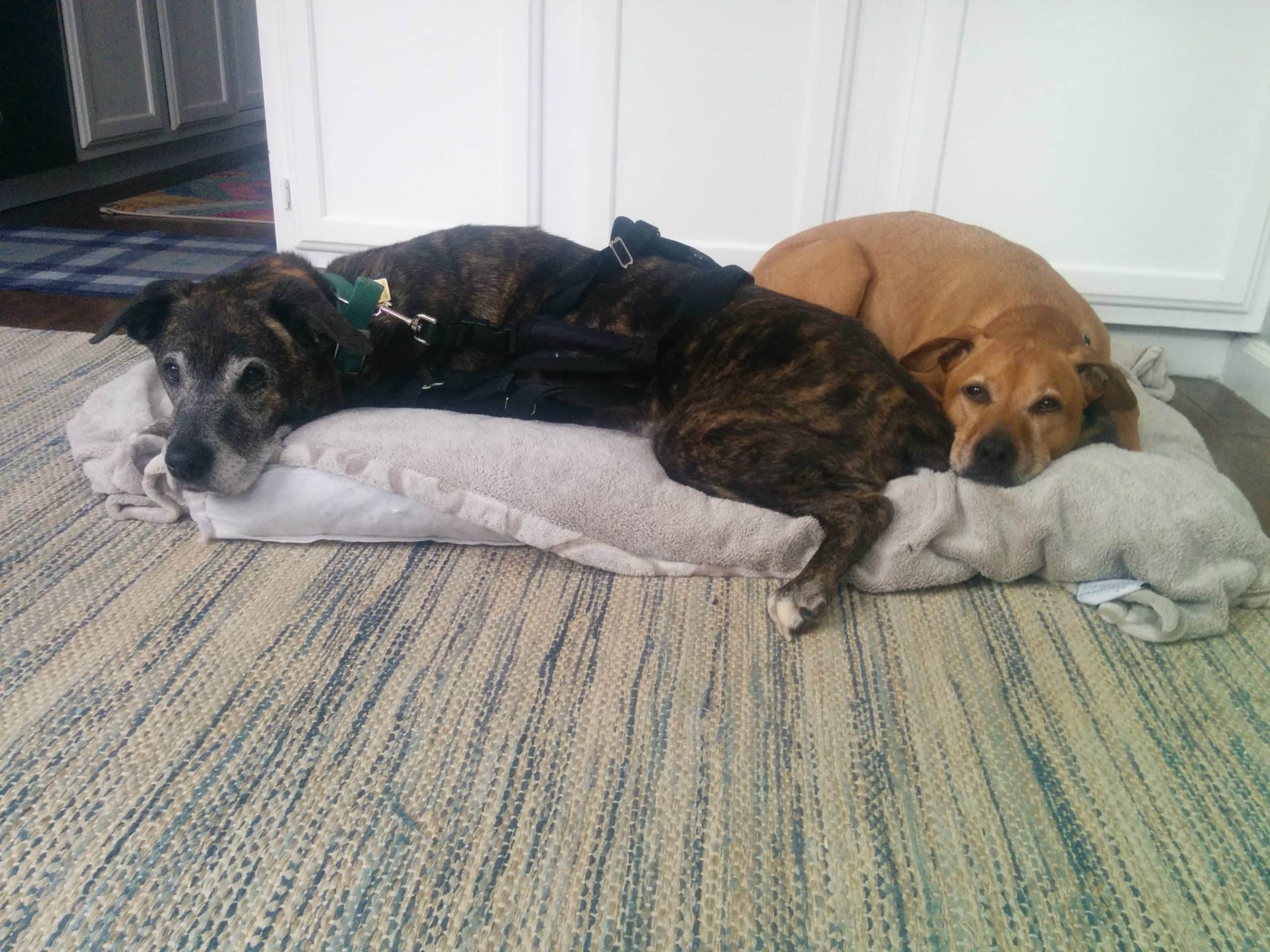Emmett and Cooper February 2016