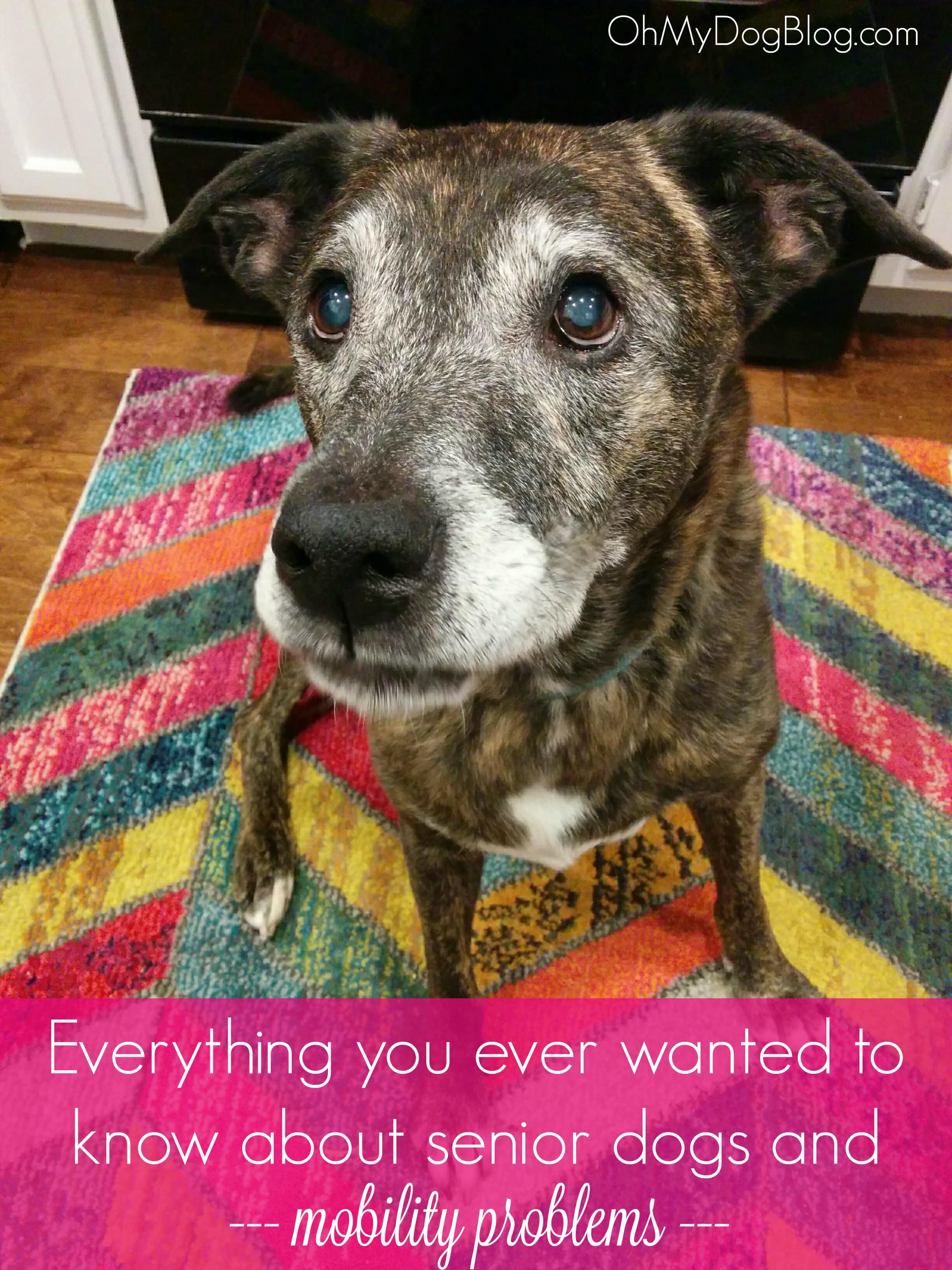 Everything you ever wanted to know about senior dogs and mobility | OhMyDogBlog.com