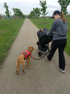 Learning to walk with the stroller