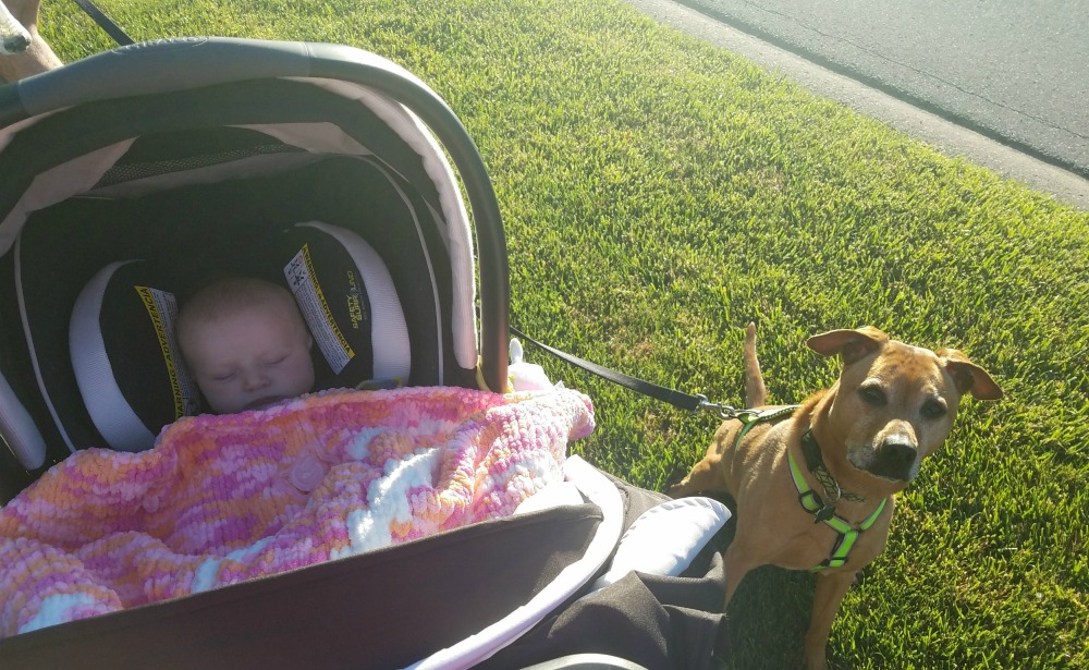 Cooper and Violet out for a walk