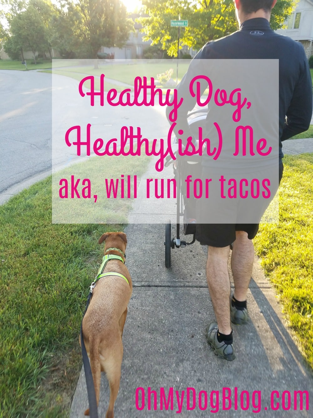Healthy Dog Healthy Me