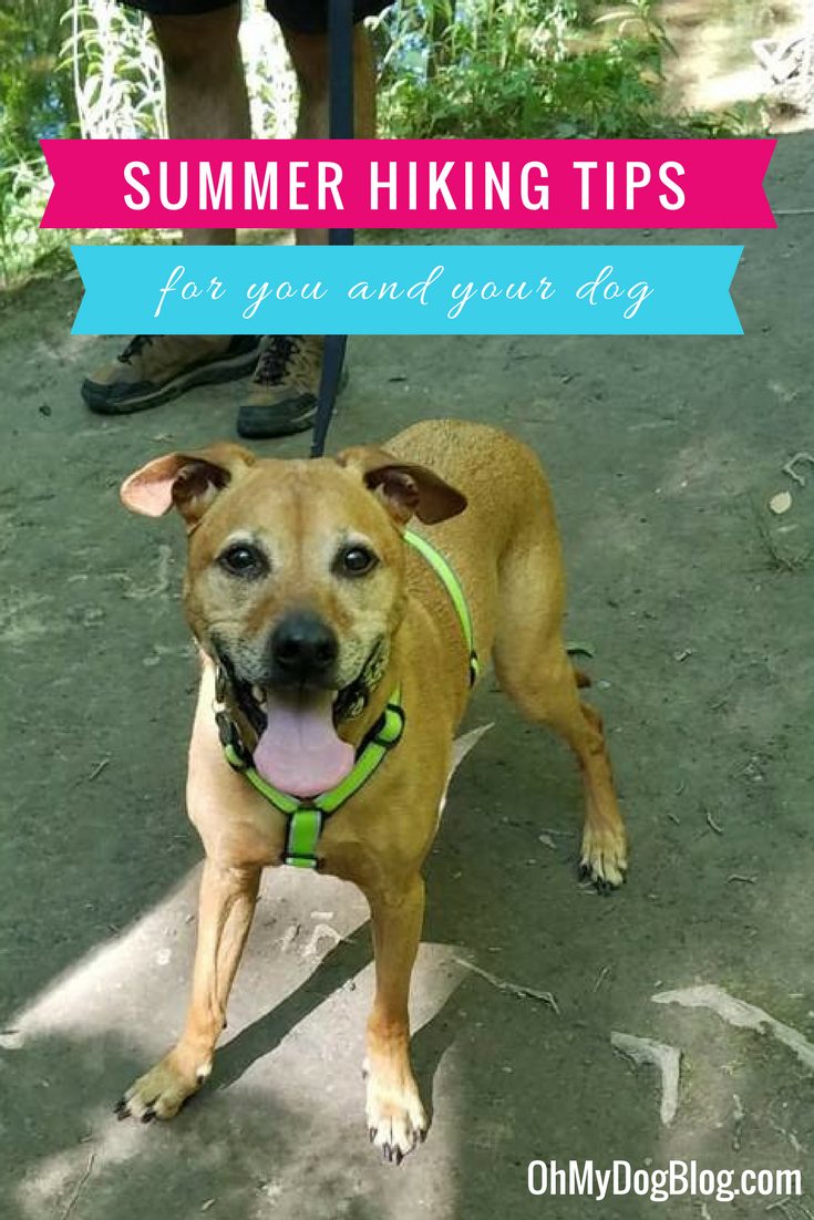 Summer Hiking Tips for You and Your Dog