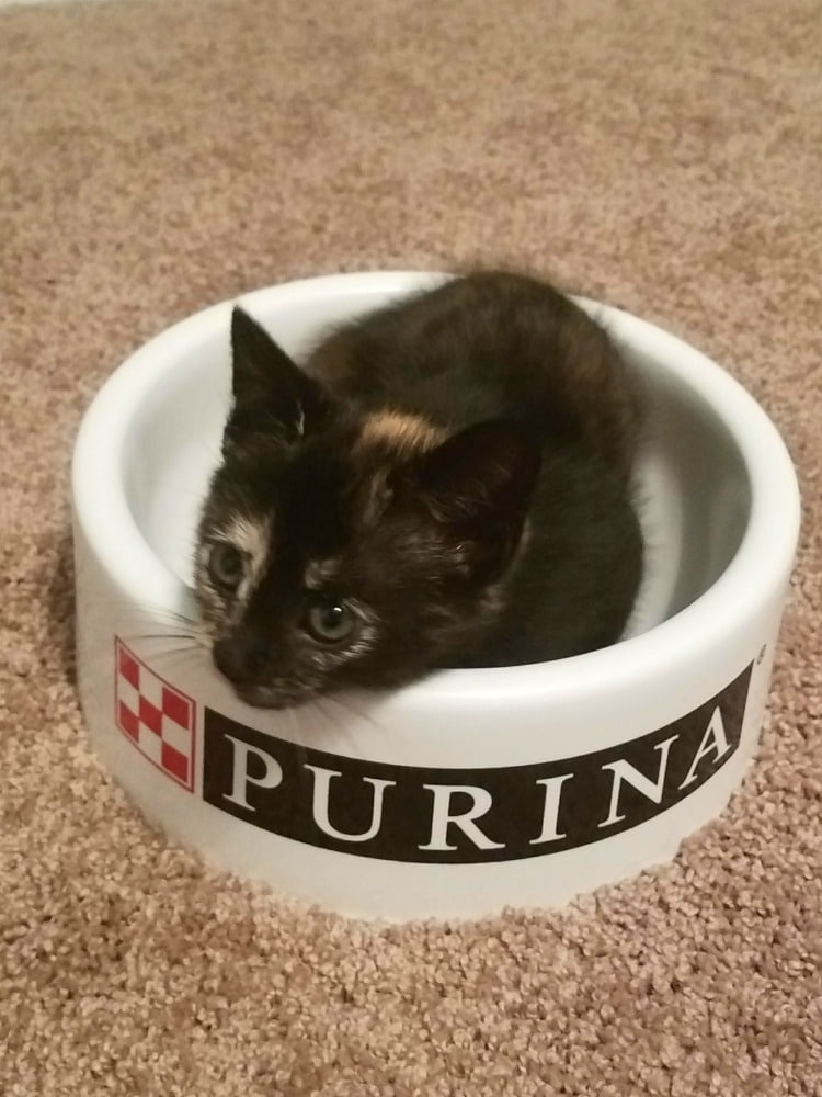 Ripley chills in the Purina bowl