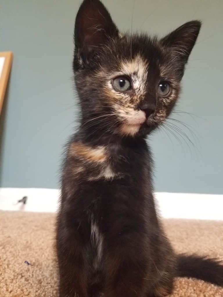 Introducing Ripley