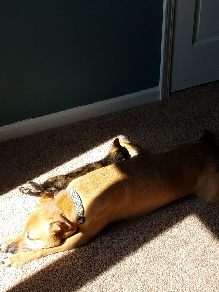 Ripley and Cooper snuggle in the sun