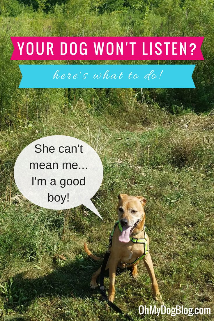 What to do when your dog won't listen - 3 tips