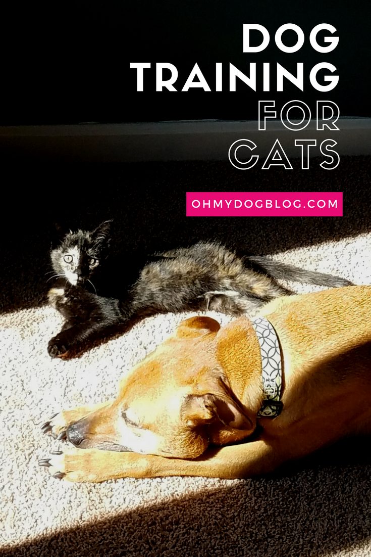 Dog training for cats: 3 tips from OhMyDogBlog.com